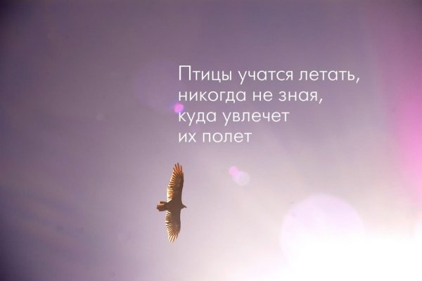 Полет птицы высказывания