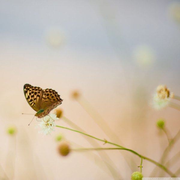 Открытки good Day
