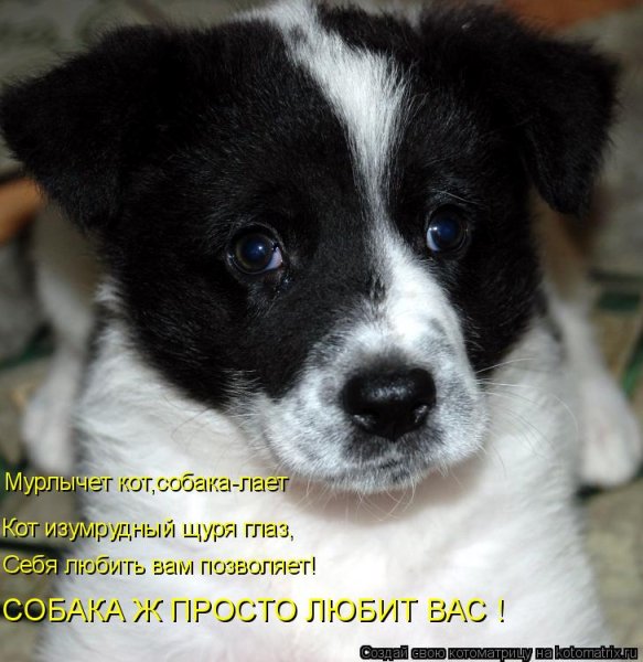 Купить собаку