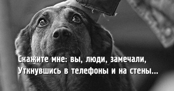 Фразы про собак грустно