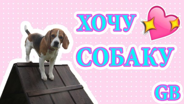 Надпись хочу собаку