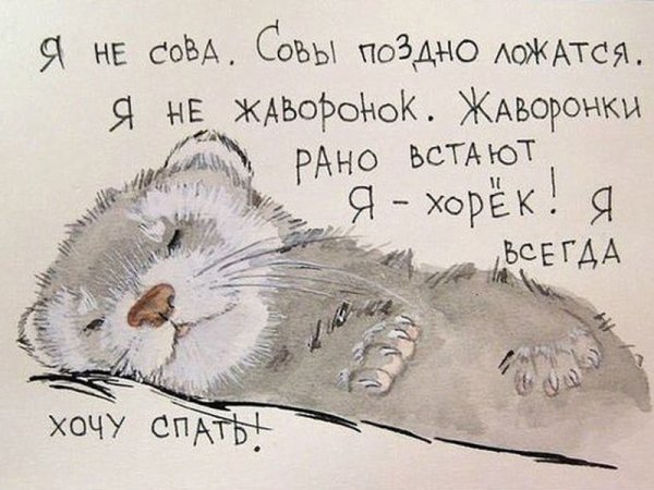 Смешные высказывания про сон