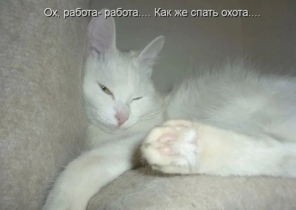 Когда не охота на работу