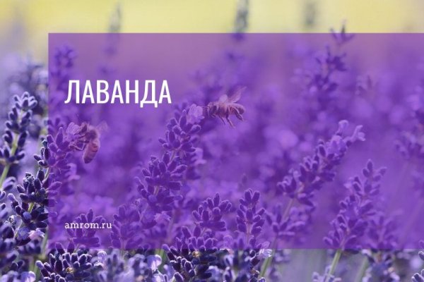 Лаванда имя