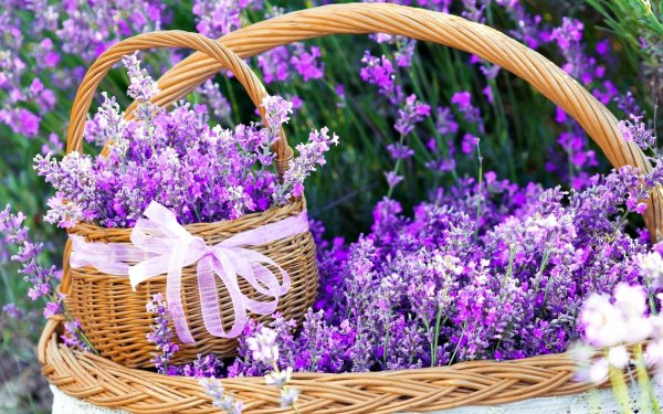 Лаванда в корзине