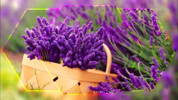 Красивые картины с лавандой