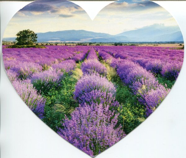 Лавандовое поле Анапа