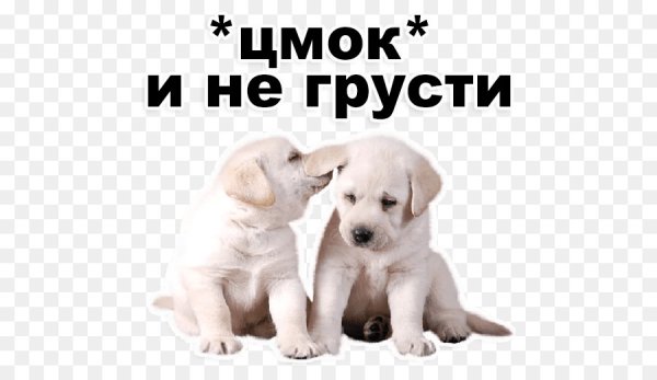 Собака не грусти
