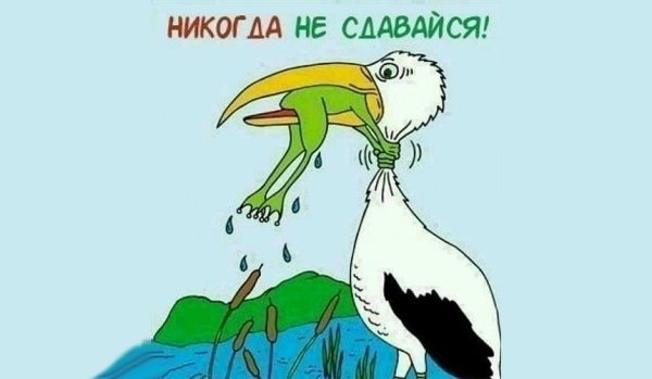 Никогда не сдавайся лягушка