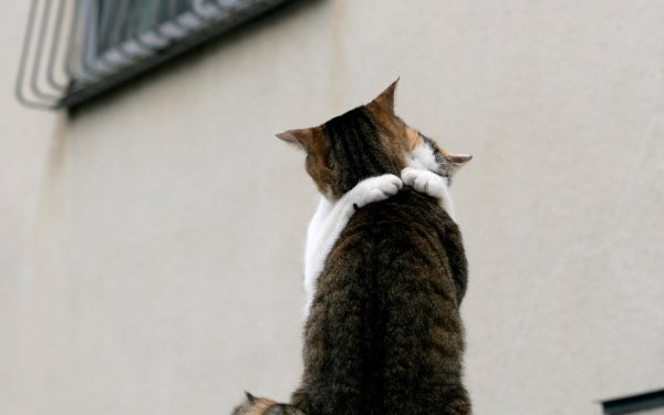 Я буду скучать по тебе