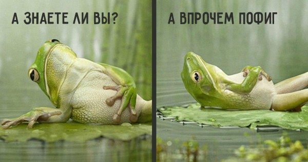 А знаете ли вы а впрочем пофиг лягушка