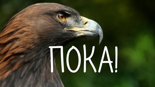 Картинка пока