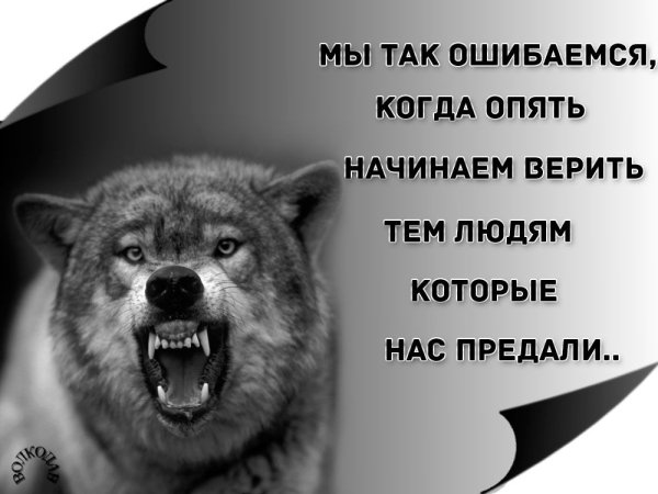 Оскал волка с Цитатами