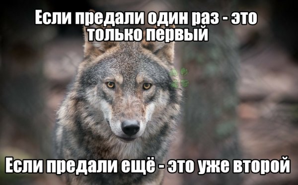 Если тебя предали один раз