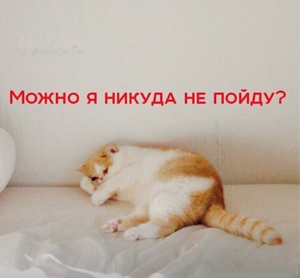 Котик проснулся доброе утро
