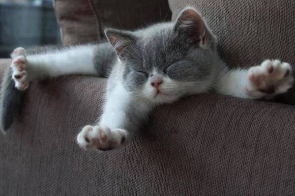 Котенок только проснулся