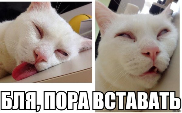 Пора вставать прикольные