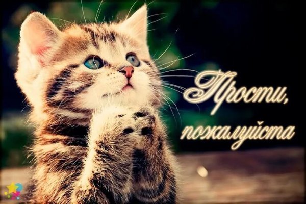 Открытки с извинениями с котиками