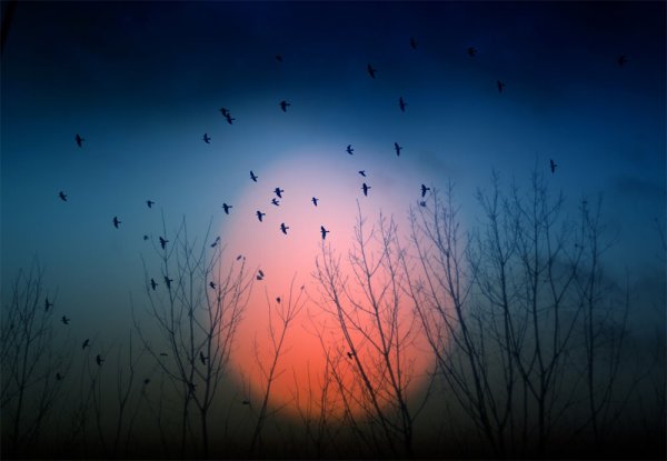 Наша маленькая стая уходит в небо