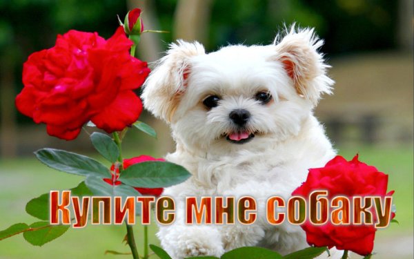 Надпись купи собаку