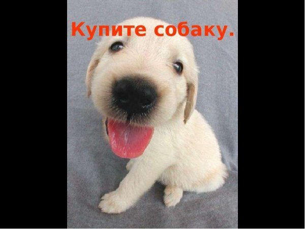 Открытка купите мне собаку