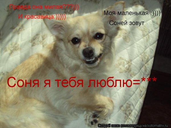 Картинки люблю тебя Соня