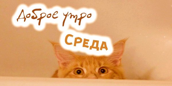 Доброе утро среда прикольные
