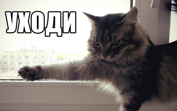 Кот уходи