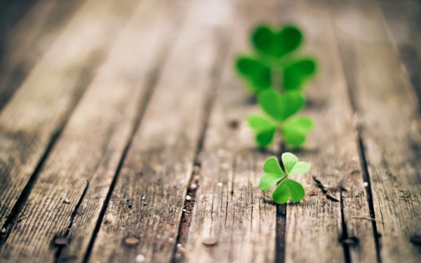 Четырёхлистный Клевер символ успеха
