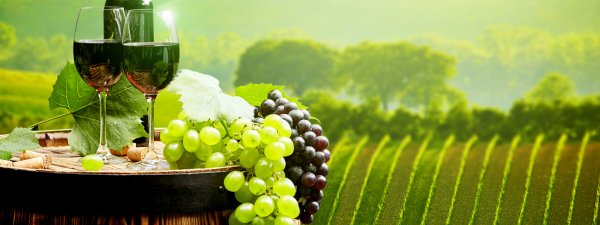 Скинали виноградники