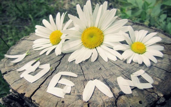 Красивые ромашки