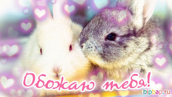 Зайка я тебя обожаю