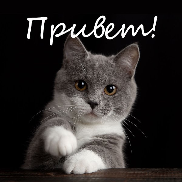 Привет картинки