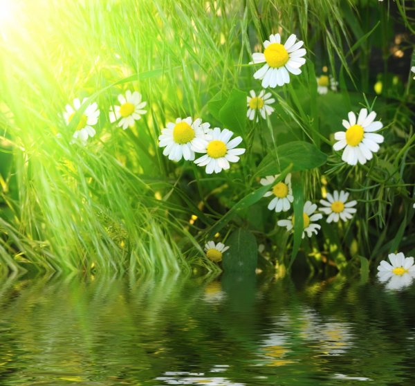 Ромашки в воде
