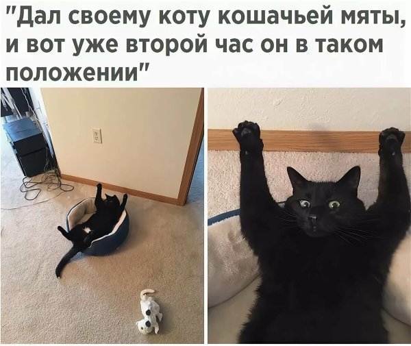 Котики смешные с надписями до слез