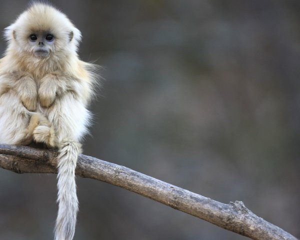 Обезьяны в Гималаях