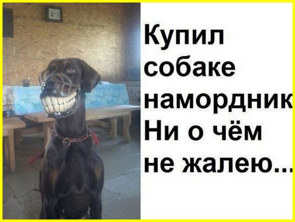 Собаки приколы с надписями