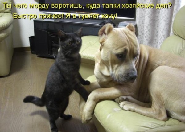 Смешные надписи с животными