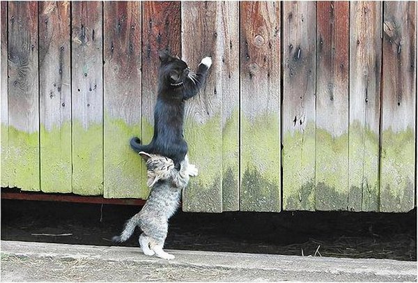 Все собаки дураки