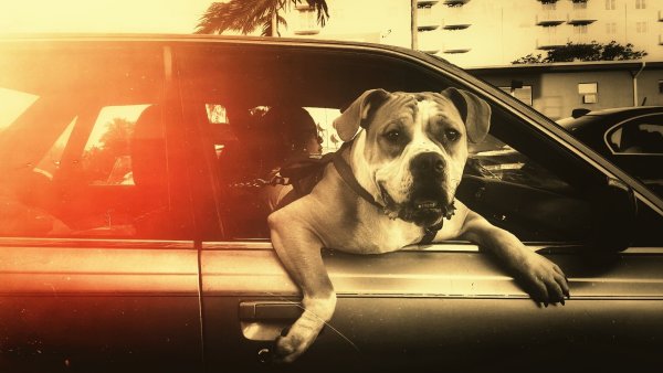 Питбуль в машине