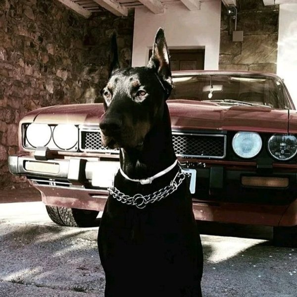 Доберман гуччи