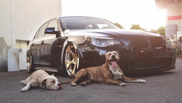 БМВ питбуль м5