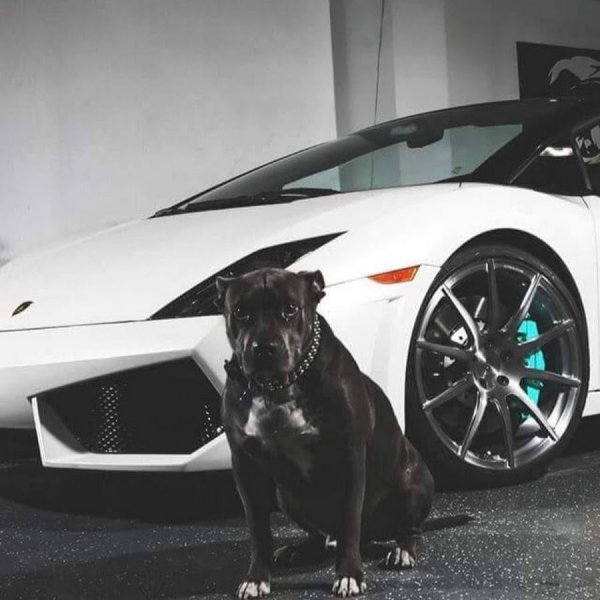 Ламборджини лабрадор