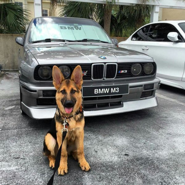 Немецкая овчарка Гюнтер