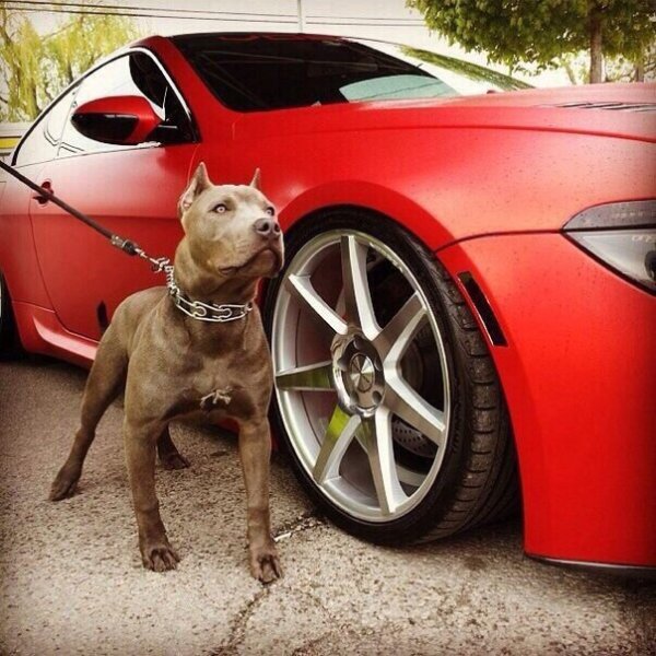 Собака в крутой машине