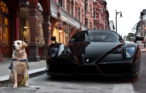 Собака рядом с машиной