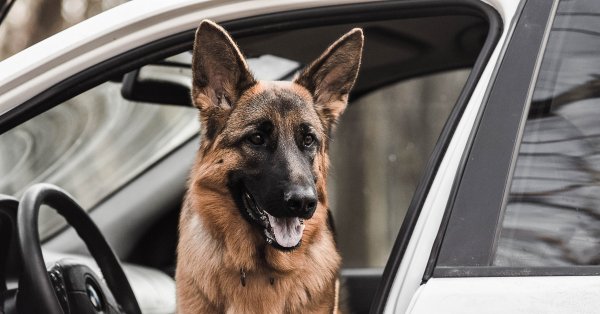 Немецкая овчарка в авто