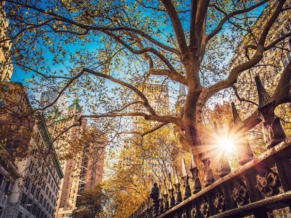 Централ парк Нью-Йорк деревья