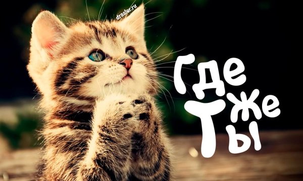 Милый котик с надписью