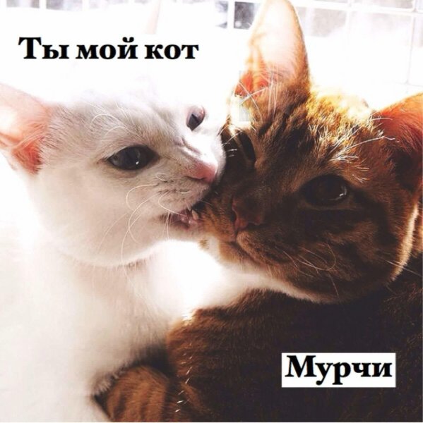 Люблю тебя котик